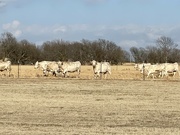 5th Mar 2022 - Charolais cattle