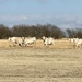 Charolais cattle by samae