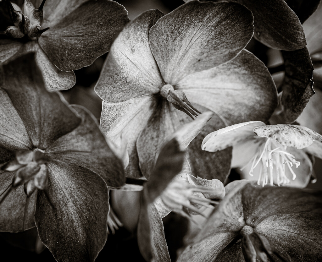 Hellebores - aka Christmas Roses by vignouse