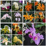 6th Mar 2022 - A Bounty of Orchids