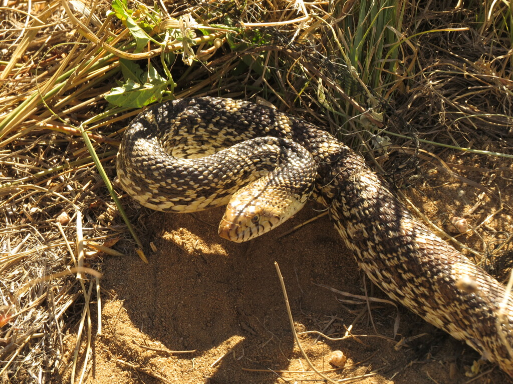 Rescued Bull Snake (?) by rob257