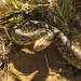 Rescued Bull Snake (?) by rob257