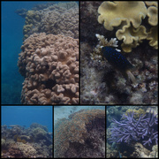28th Feb 2022 - Hastings Reef 2
