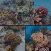 1st Mar 2022 - Hastings Reef 3