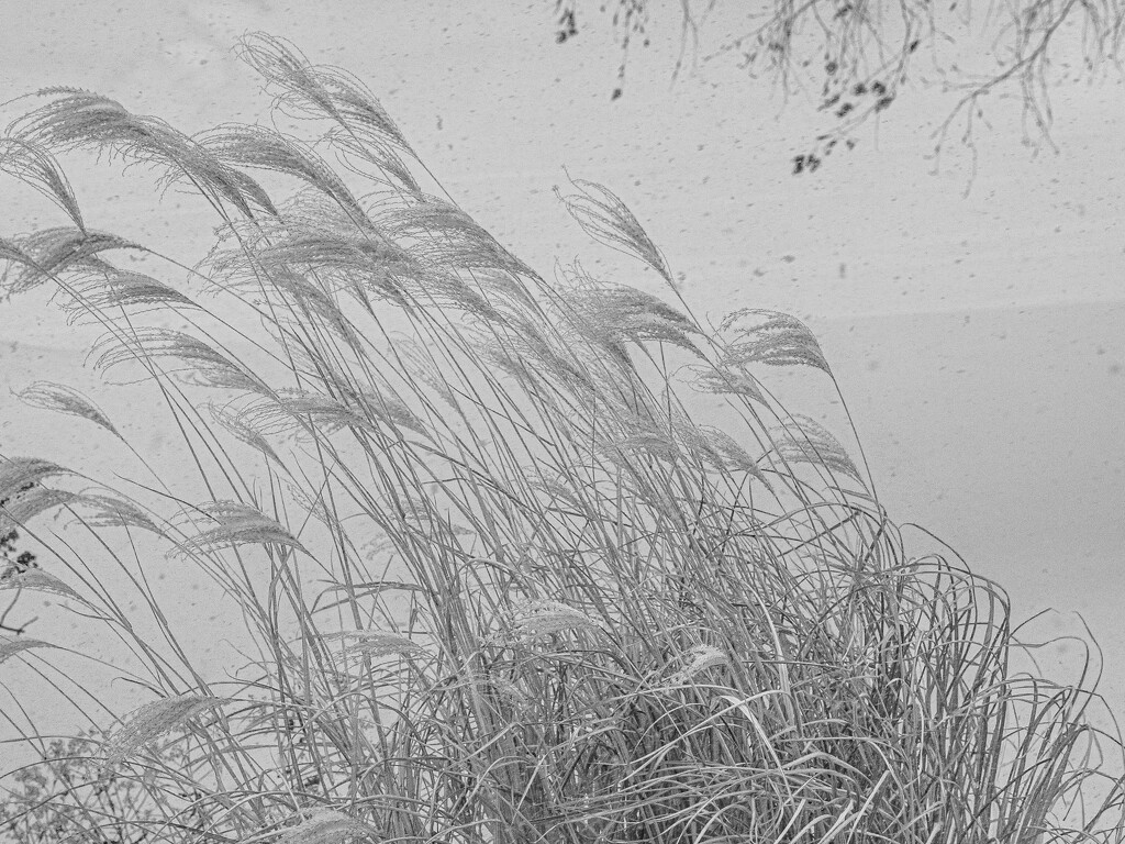 Grasses in a Snowstorm  by tosee
