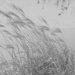 Grasses in a Snowstorm  by tosee