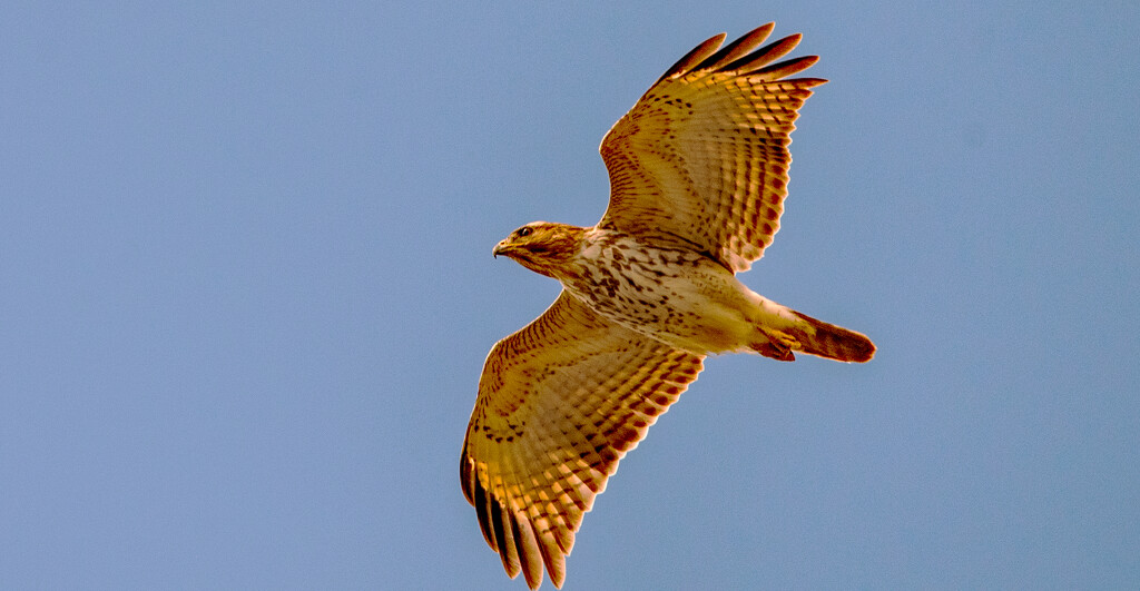 Red Shouldered Hawk Circling Around! by rickster549