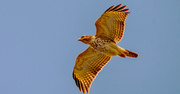 5th Mar 2022 - Red Shouldered Hawk Circling Around!