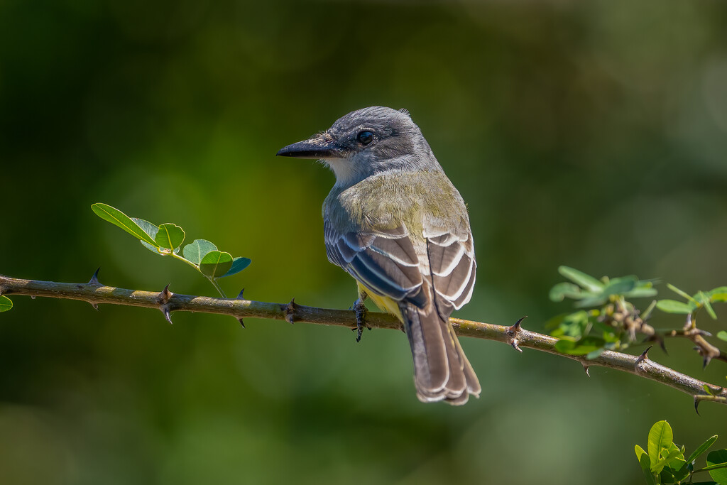 Brown-crested Fly catcher by nicoleweg