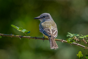 5th Mar 2022 - Brown-crested Fly catcher