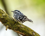5th Feb 2022 - Black and White Warbler