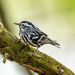 Black and White Warbler by cwbill
