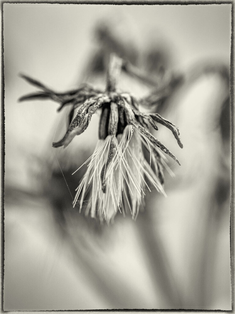An "old men" plant in the spring. by haskar