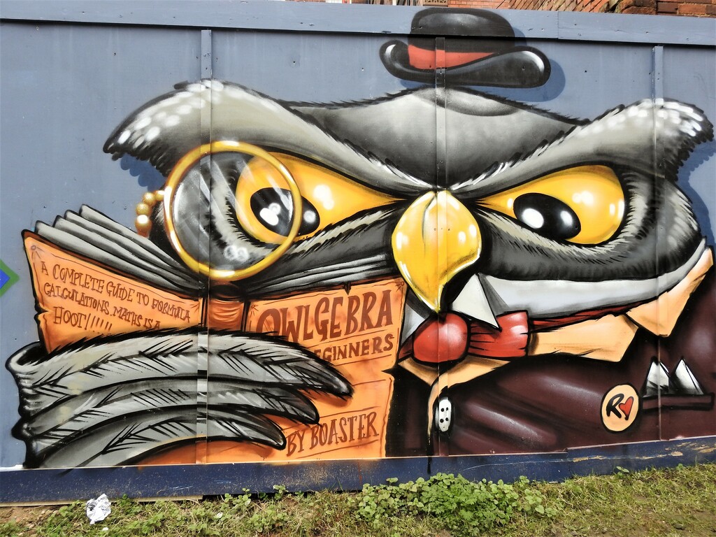 Owlgerbra by oldjosh