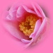 camellia in pink by quietpurplehaze