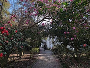6th Mar 2022 - Path to the main house at Magnolia Gardens