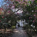 Path to the main house at Magnolia Gardens by congaree