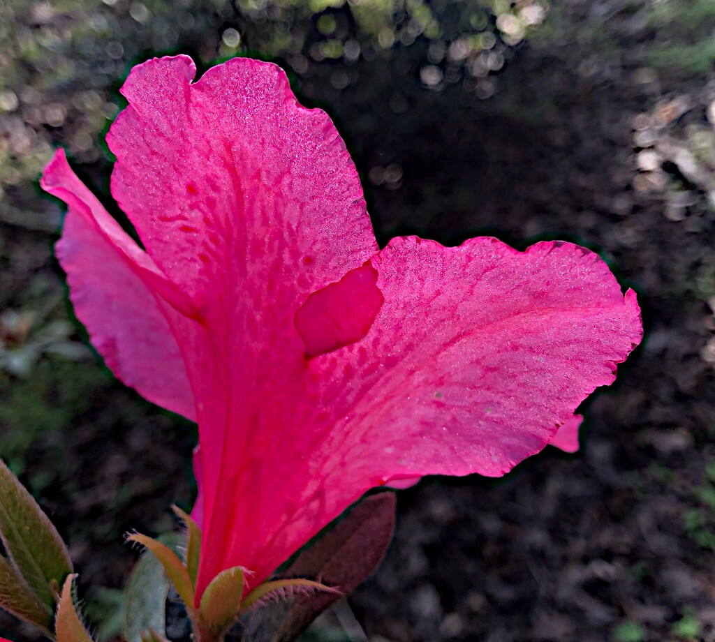 Backlit azalea by congaree