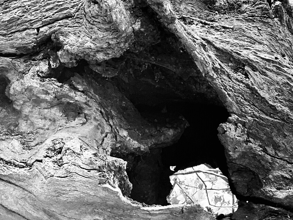 Timber- looking through a fallen rotten tree trunk by sjc88