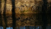 15th Jan 2022 - By the River: Roots and Reflections.