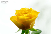 6th Mar 2022 - Yellow rose