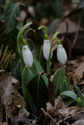 6th Mar 2022 - snowdrop 