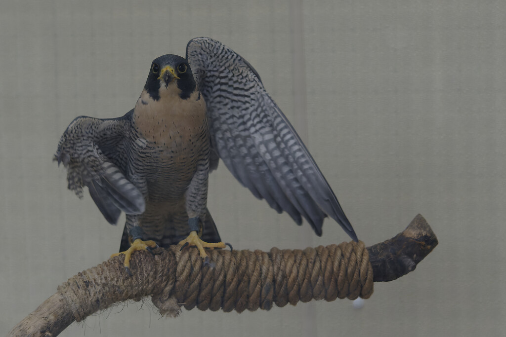 Peregrine falcon by rminer