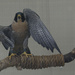 Peregrine falcon by rminer