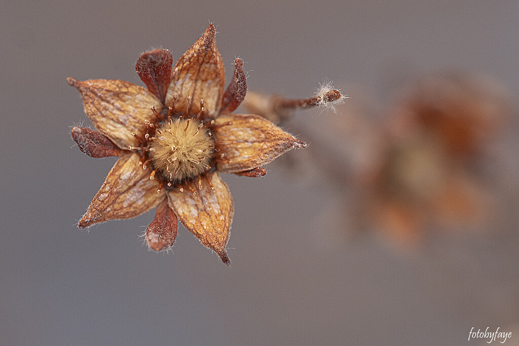 Dried flower by fayefaye