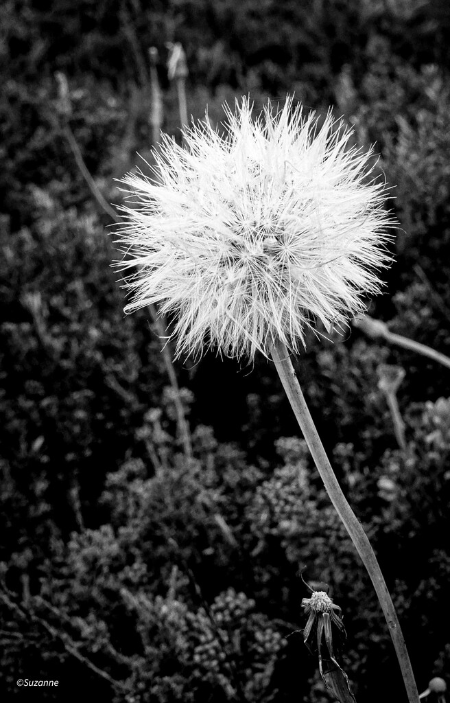 Make a wish . . .  by ankers70