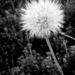 Make a wish . . .  by ankers70