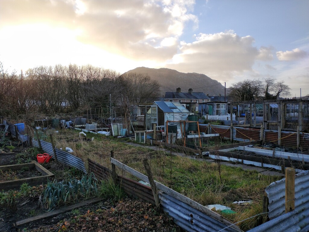 Allotment I by overalvandaan