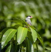 6th Mar 2022 - Java Sparrow on Mango Tree 