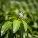 Java Sparrow on Mango Tree  by jgpittenger