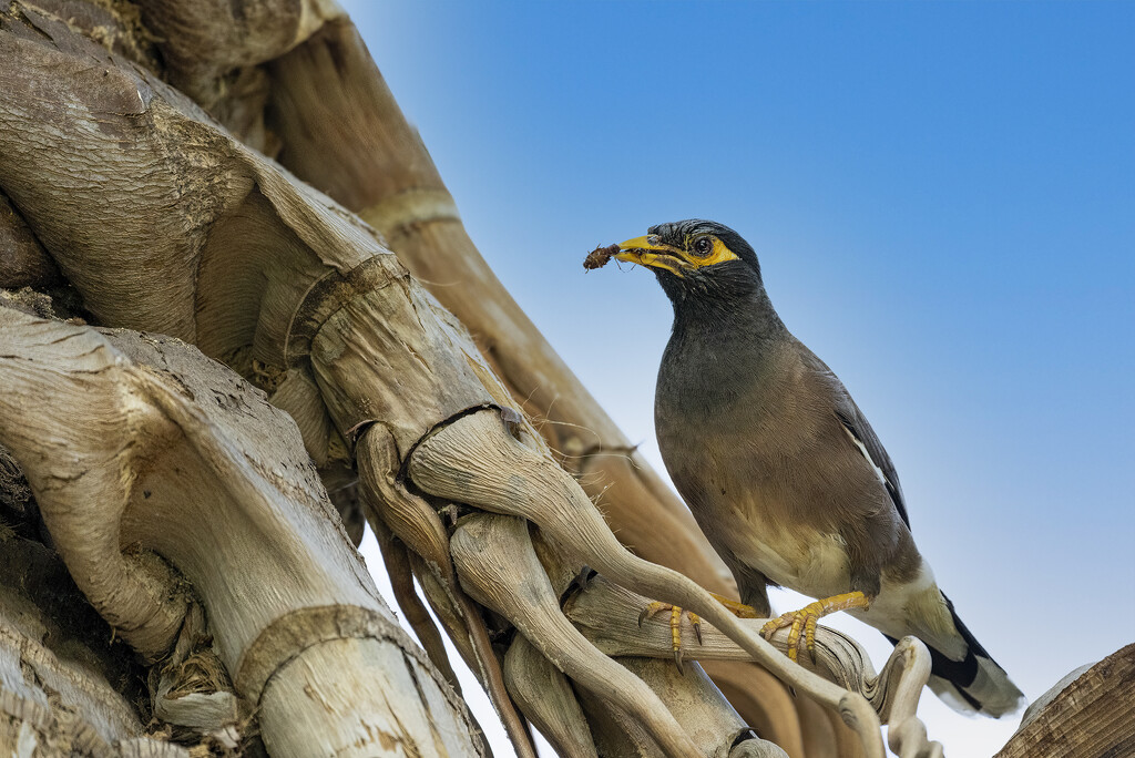 Myna Bird with Two Bugs for Babies  by jgpittenger