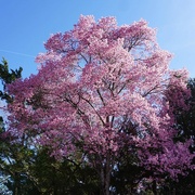 7th Mar 2022 - Springtime Blossoms