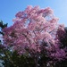 Springtime Blossoms by allie912