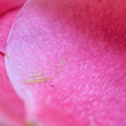 6th Mar 2022 - Camellia petal