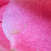 Camellia petal by cristinaledesma33