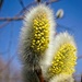 Pussy Willows Blooming by mitchell304