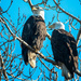 Mr. & Mrs. Eagle by cdcook48
