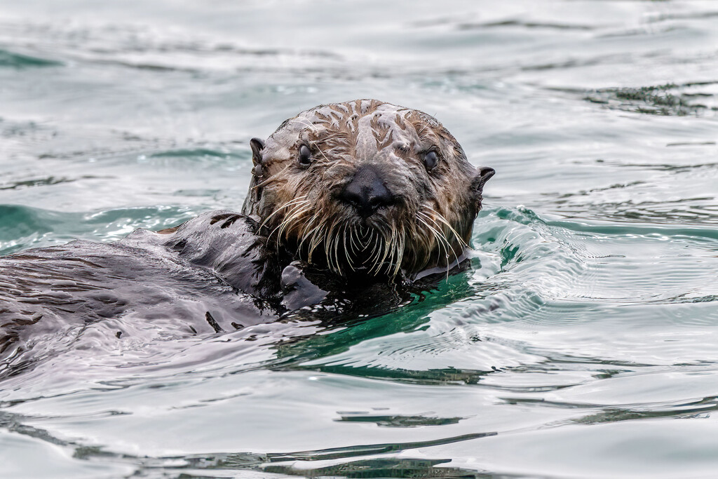 Southern Sea Otter by nicoleweg