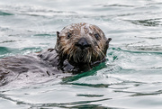 6th Mar 2022 - Southern Sea Otter