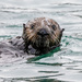 Southern Sea Otter by nicoleweg