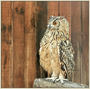 7th Mar 2022 - Bengal Eagle Owl