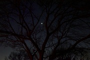 4th Mar 2022 - Crescent Moon Through the Oak