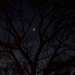 Crescent Moon Through the Oak by metzpah