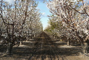 5th Mar 2022 - Almond blossoms in orchard