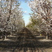 Almond blossoms in orchard by acolyte