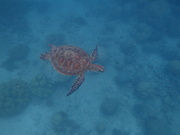 2nd Mar 2022 - Green Sea Turtle